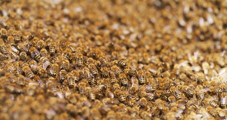Macro Shot of Bees Producing Honey