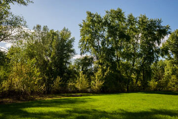 green meadow grass at sunset on a summer evening