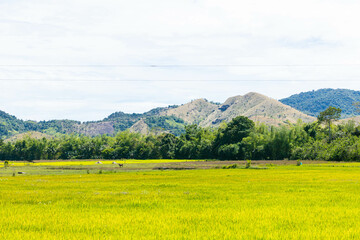 landscape of green field and mountains of Coron in Palawan, Philippines