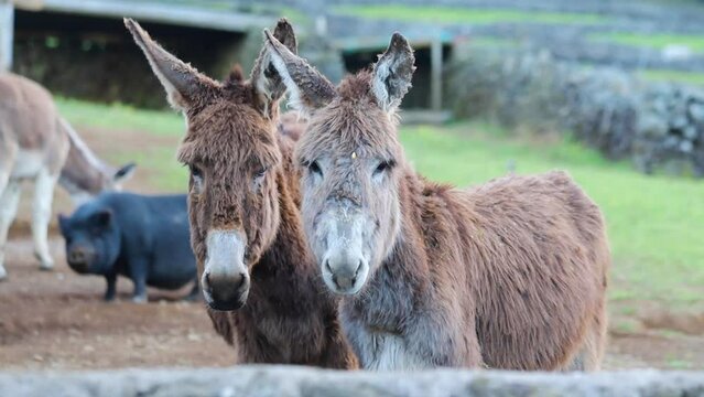 Farm animals two cute donkeys and the pig on the background farm yard in the countryside