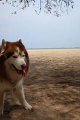 husky dog on the beach
