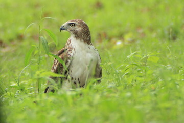 Young hawk predator in state park 