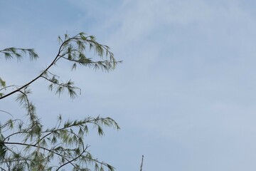 branches against blue sky