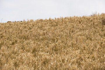 【箱根】駒ヶ岳山頂に広がる黄金色の草原
