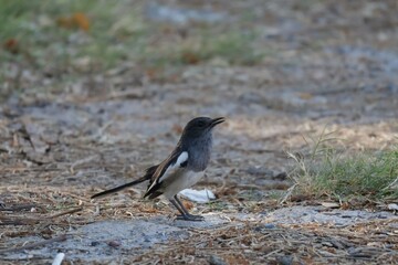 blackbird on the ground