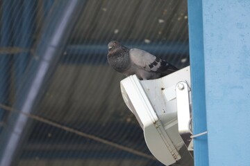 pigeons on the roof © วอน จังมึง