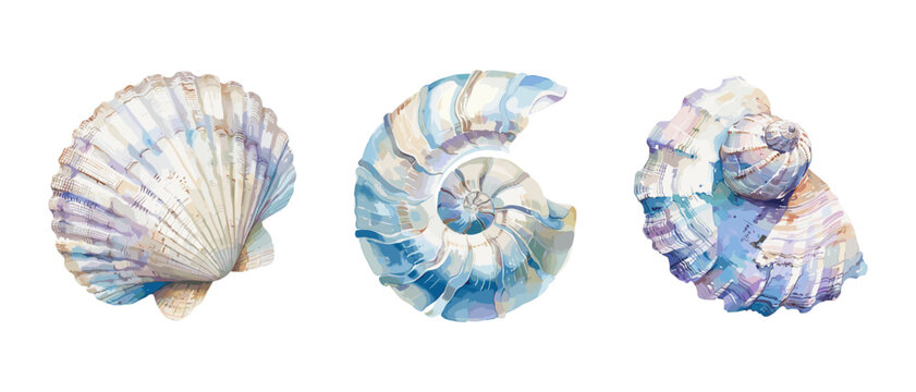 Set of colorful sea shells. Vector flat illustration Colorful sea shell watercolor paint. Collection of sea shells tropical beach shells