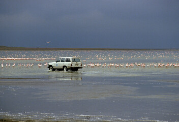 Flamant nain,. Phoeniconaias minor, Lesser Flamingo, Safari photo, Parc national du N.Gorongoro Crater, Tanzanie