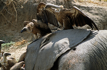 Vautour à dos blanc , Vautour africain,.Gyps africanus, White backed Vulture,  éléphant mort,...