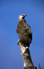 Pygargue de Madagascar,.Icthyophaga vociferoides, Madagascar Fish Eagle, Madagascar