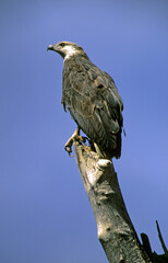 Pygargue de Madagascar,.Icthyophaga vociferoides, Madagascar Fish Eagle, Madagascar