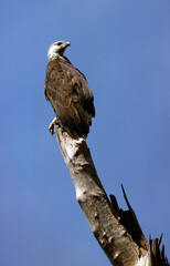 Pygargue de Madagascar,.Icthyophaga vociferoides, Madagascar Fish Eagle, Madagascar