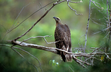 Pygargue de Madagascar,.Icthyophaga vociferoides, Madagascar Fish Eagle, Madagascar