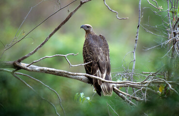 Pygargue de Madagascar,.Icthyophaga vociferoides, Madagascar Fish Eagle, Madagascar