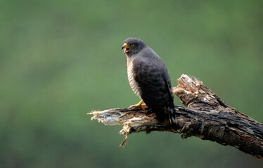 Buse à gros bec,.Rupornis magnirostris, Roadside Hawk,  Amazonie, Pérou