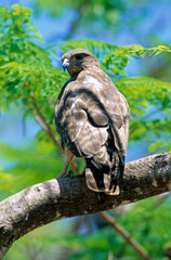Buse de Madagascar,.Buteo brachypterus, Madagascar Buzzard, Madagascar