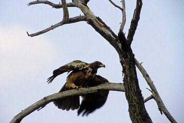 Aigle ravisseur,.Aquila rapax, Tawny Eagle
