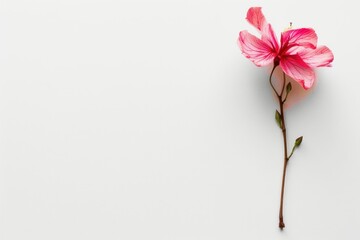 Pink hibiscus flower on white background, flat lay with copy space for travel, beauty, and art themes
