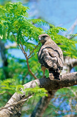Buse de Madagascar,.Buteo brachypterus, Madagascar Buzzard, Madagascar