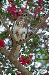 Buse de Madagascar,.Buteo brachypterus, Madagascar Buzzard, Madagascar