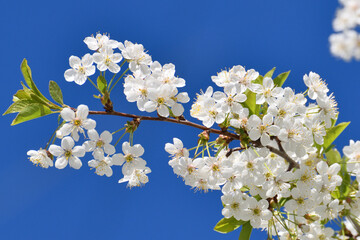 A sprig of white cherry blossoms against a blue sky