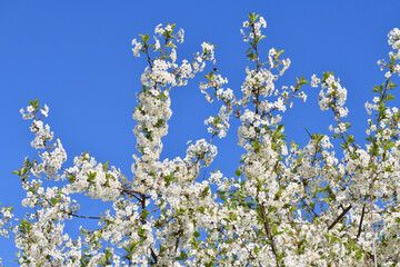 A sprig of white cherry blossoms against a blue sky