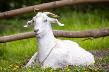 A female goat lays on the ground with green grass and yellow flowers and looks toward the camera lens.