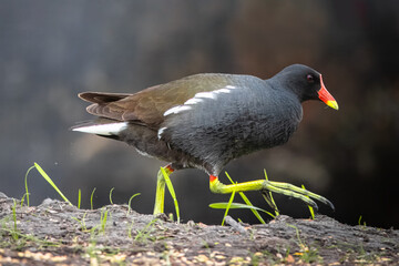 An adult common moorhen (Gallinula chloropus) walks on the ground perpendicular to the camera lens on a sunny spring day with black grey background.	