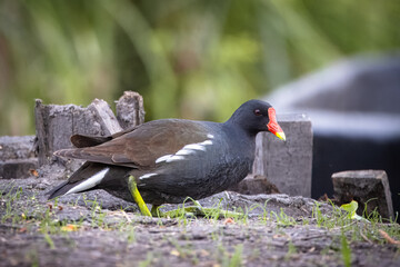 An adult common moorhen (Gallinula chloropus) walks on the ground perpendicular to the camera lens on a sunny spring day with green background.	
