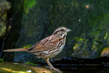 Song sparrow along a small stream under a dense forest canopy. It is a medium-sized New World sparrow. It is easily one of the most abundant, variable, and adaptable species.