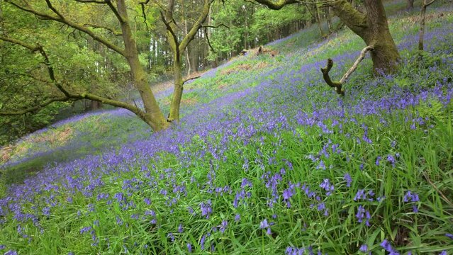 Locked off establishing shot shot of bluebell flowers in an ancient woodland during the summer.