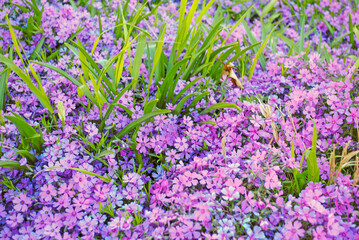 field of lavender