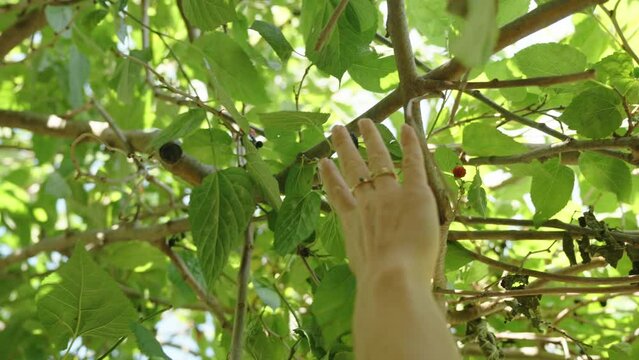 Woman Tries to Reach a Ripe Mulberry on the Tree, but She Can't Reach It.