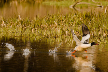 Olsztyński las miejski.