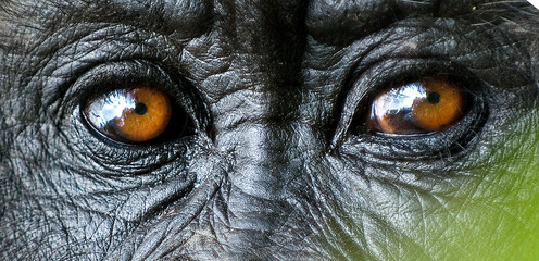 Mountain gorilla (Gorilla beringei) close up of eyes, Rwanda, Africa. Medium repro only. 