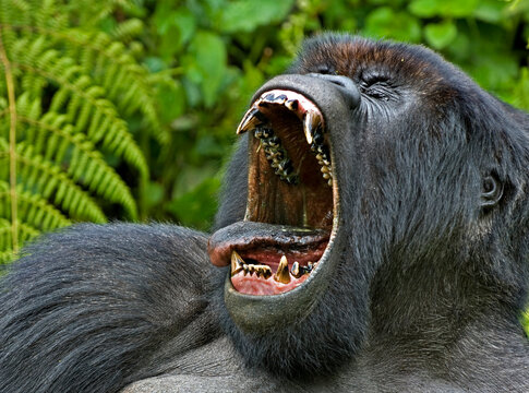 Mountain gorilla (Gorilla beringei) Silverback portrait, mouth open wide in yawn, exposing fearsome teeth, Rwanda, Africa. 