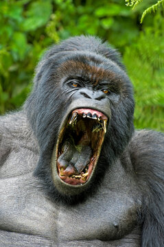 Mountain gorilla (Gorilla beringei) Silverback portrait, mouth open wide in yawn, exposing fearsome teeth, Rwanda, Africa. 