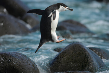 Chinstrap penguin (Pygoscelis antarcticus) jumping onto rocks in surf, Antarctic Peninsula. 