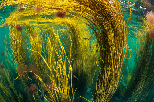 Spaghetti seaweed (Himanthalia elongata) forest floating up to the surface providing shelter for juvenile Pollack (Pollachius pollachius), Isle of Coll, Inner Hebrides, UK, Atlantic Ocean. 