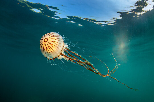 Compass jellyfish (Chrysaora hysoscella) swimming just beneath the surface, Cornwall, UK, English Channel. 