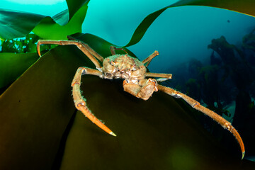 Great spider crab (Hyas araneus) clinging to a blade of Kelp (Laminaria hyperborea) billowing in the current. Loch Carron, Scotland, UK. 