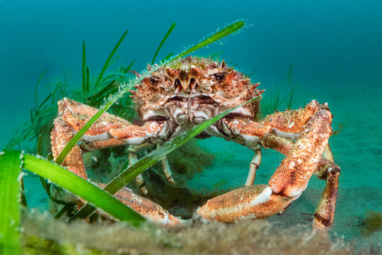 Large male Spider crab / Cornish king crab (Maja brachydactyla) sheltering in Common eelgrass (Zostera marina) meadow Helford River Estuary, Cornwall, UK. 