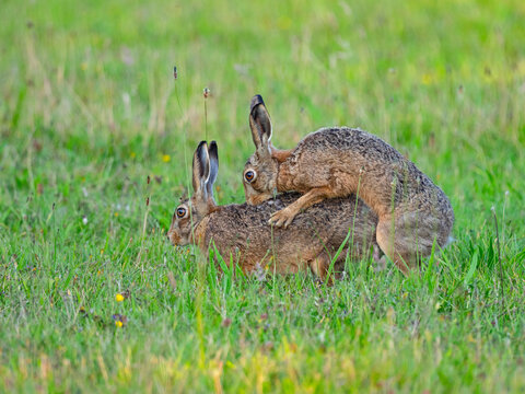 Pair of Brown hares (Lepus europaeus) mating, Norfolk, UK. August. 