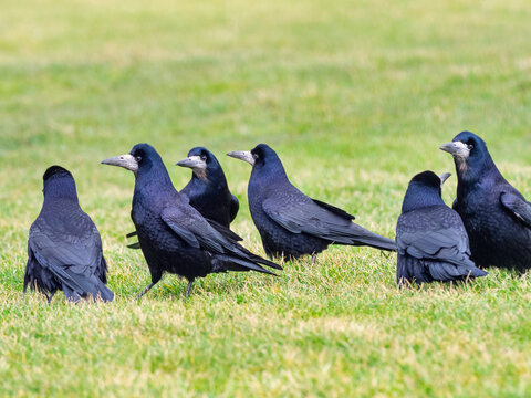 Rooks (Corvus frugilegus) foraging in grassland, Norfolk, UK. February. 