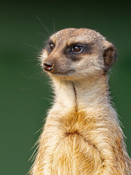 Meerkat (Suricata suricatta) portrait. Captive.  