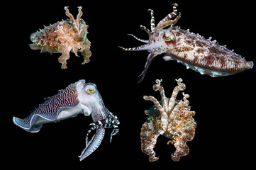 Broadclub cuttlefish (Sepia latimanus) composite image showing various colours and shapes on black background, Lembeh Strait, North Sulawesi, Indonesia. 