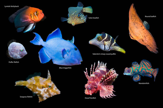 Tropical reef fish, composite image on a black background, Lyretail dottyback (Pseudochromis steenei), Solor boxfish / Reticulated boxfish (Ostracion solorensis), Round batfish (Platax orbicularis), 
