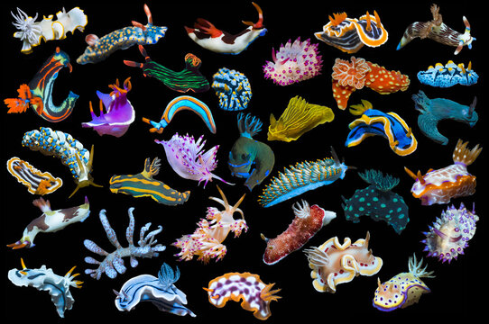 Composite image of tropical nudibranchs on a black background showing variety and abundance of nudibranch species, Indo-Pacific 