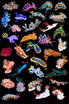 Composite image of tropical nudibranchs on a black background showing variety and abundance of species, Indo-Pacific  
