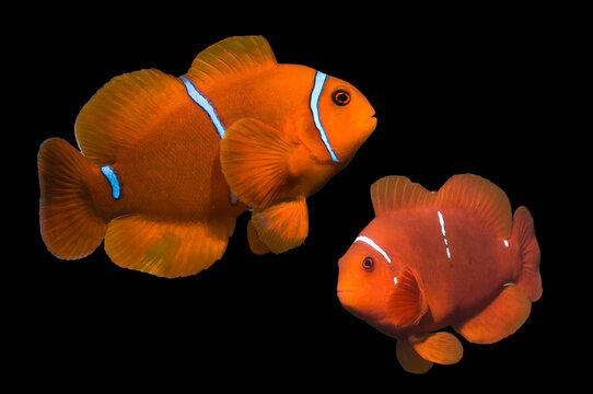 Spine-cheek anemonefish (Premnas biaculeatus) composite image on black background. 